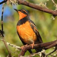 Varied Thrush